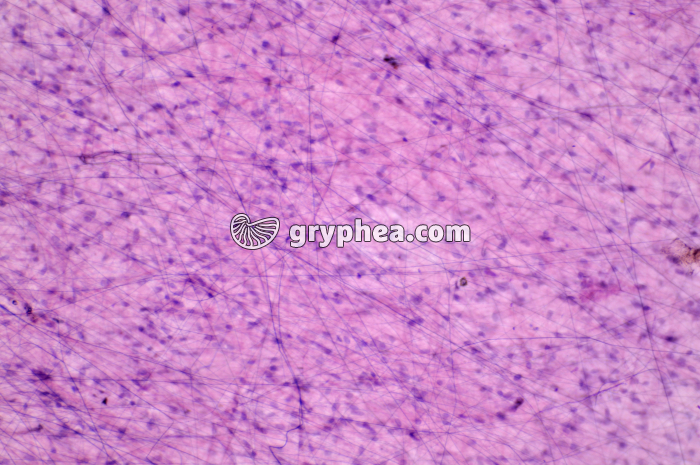 Tissu aréolaire x40 - gryphea.com